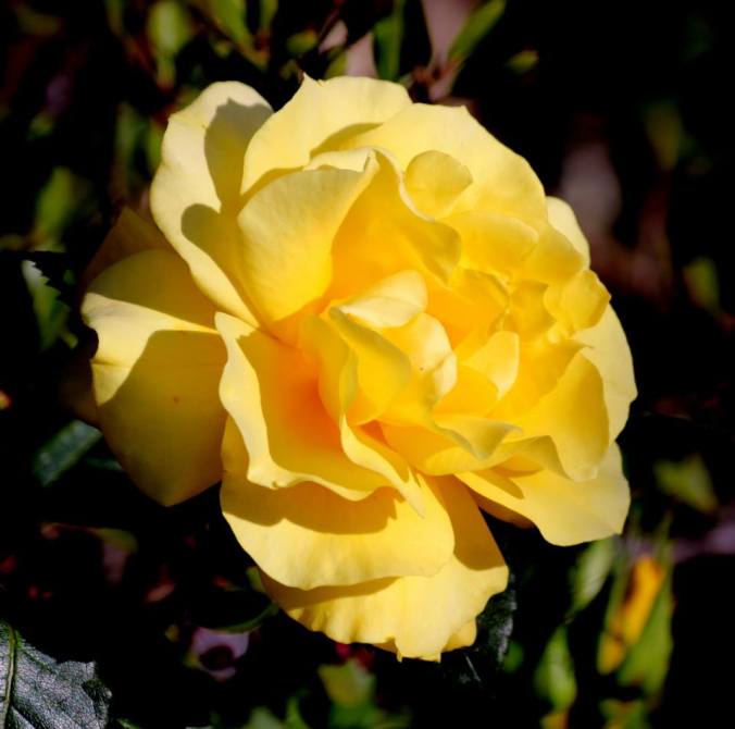 181269_563340613688631_1466761944_n