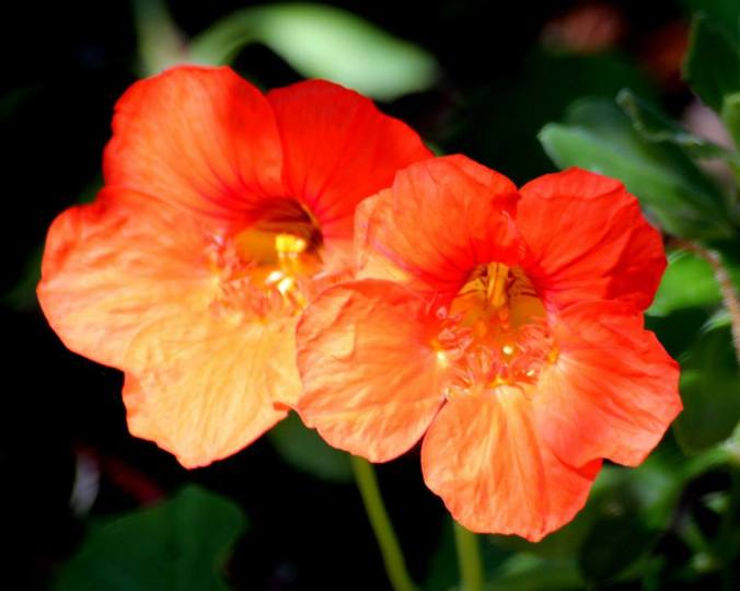 312266_563340460355313_1013769909_n