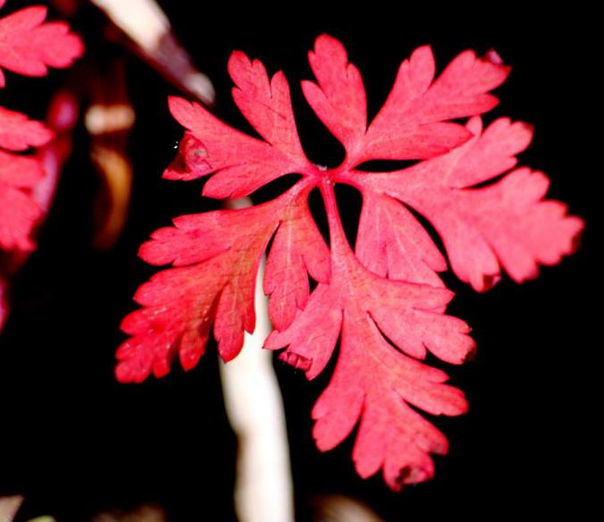 945278_563340657021960_1665601503_n