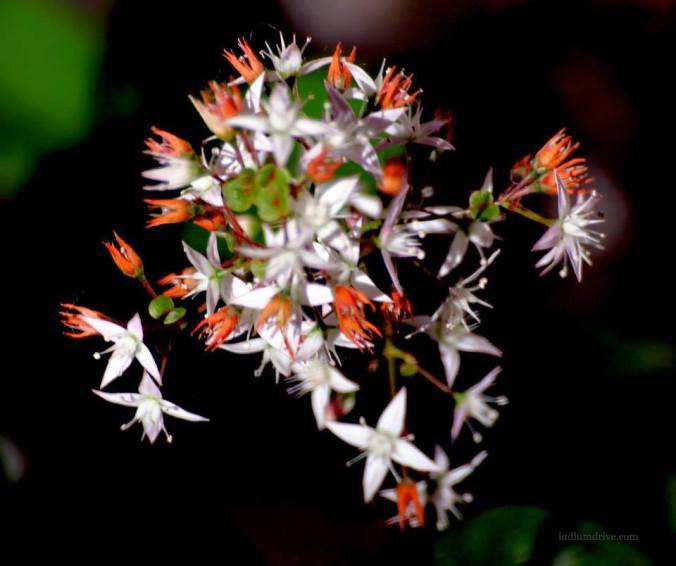 941548_563340260355333_240188542_n copy