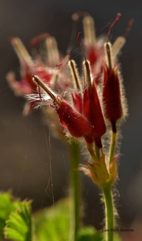 13620879_1119322424757111_2494034895572986988_n