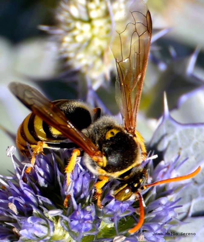 12472502_1134810989874921_4982105349921854992_n