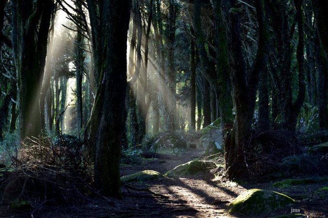 15940651_1288239227865429_7280745562956551512_n