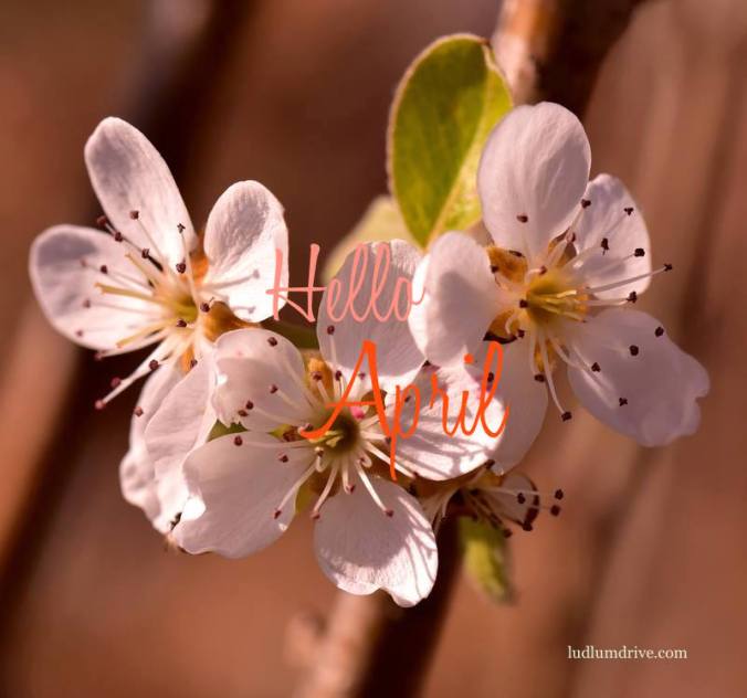 17264838_1340444609311557_1643008967862740867_n copy