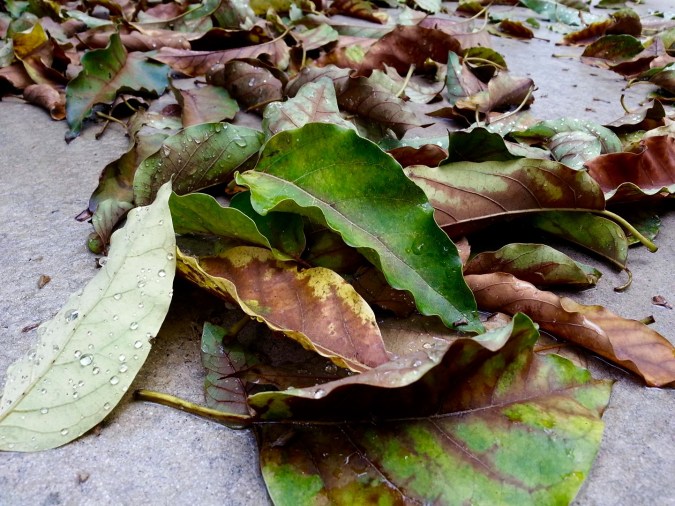 17814585_10212530779042947_12577511335531887_o