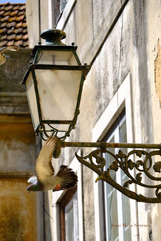 56521049_2196698293686180_5520834185859694592_n copy