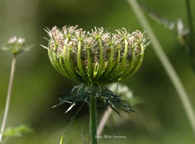 60749173_2257429000946442_4896238665623142400_n copy