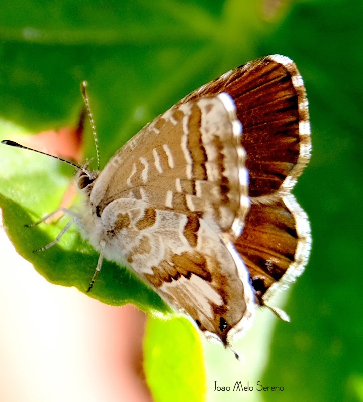 61212788_2274778242544851_6232051474105368576_n copy