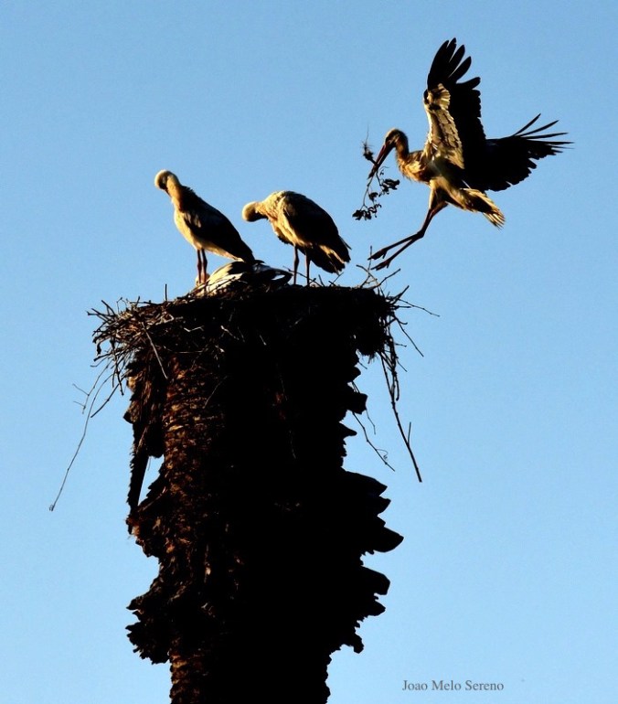 65959731_2345871242102217_1321278381454524416_n