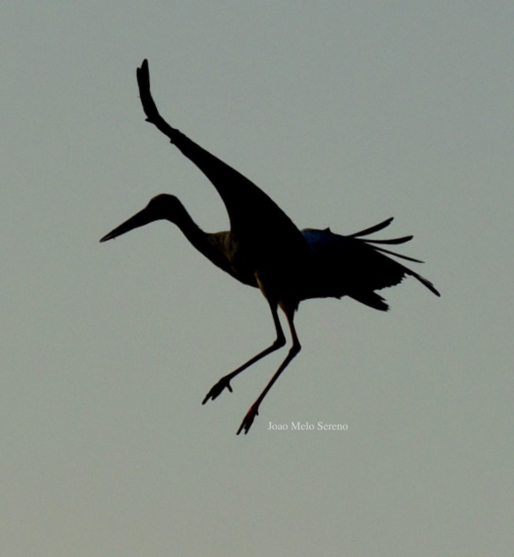 66076148_2345878995434775_6468430144611549184_n copy