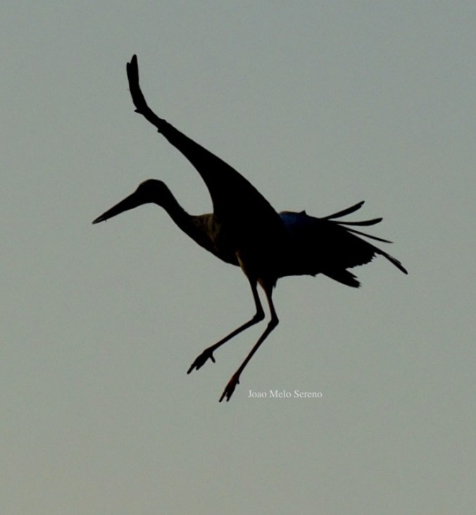 66076148_2345878995434775_6468430144611549184_n copy