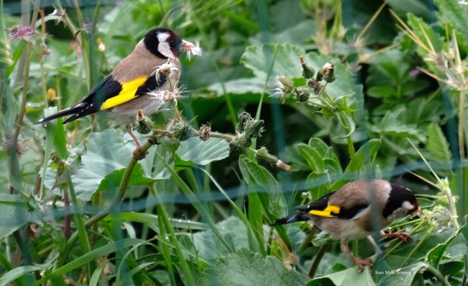 92006499_2898271650195504_5183547238713917440_o copy